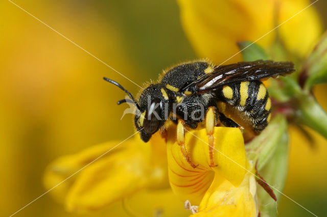 Kleine harsbij (Anthidium strigatum)