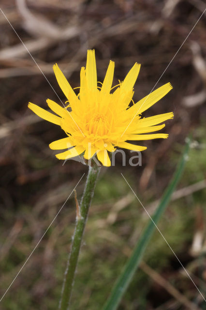 Kleine schorseneer (Scorzonera humilis)