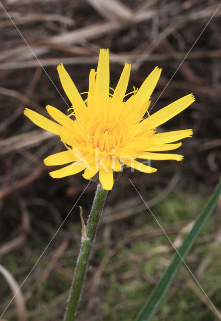 Kleine schorseneer (Scorzonera humilis)