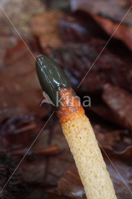 Kleine stinkzwam (Mutinus caninus)