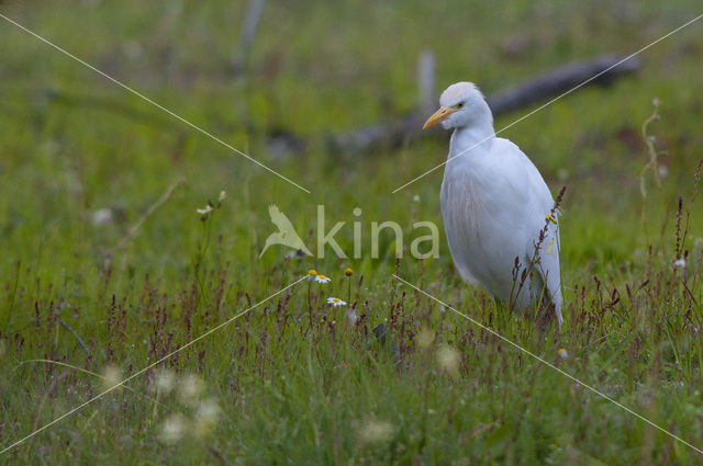 Cattle Egret (Bubulcus ibis)