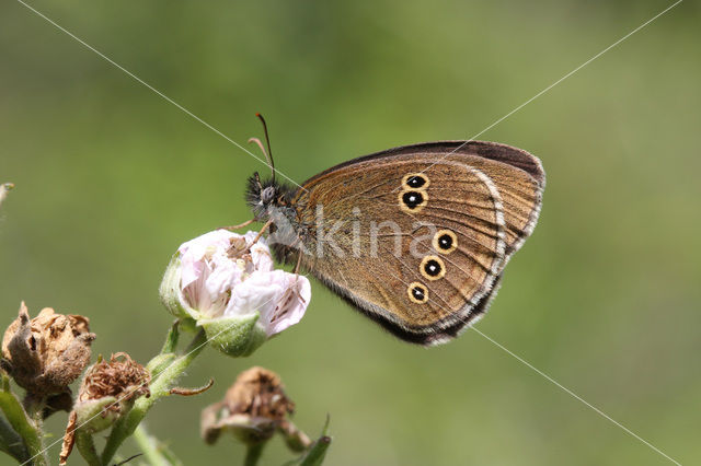 Koevinkje (Aphantopus hyperantus)