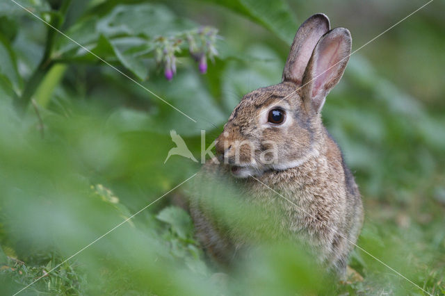 Konijn (Oryctolagus cuniculus)