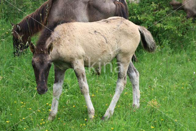 Konik horse (Equus spp)