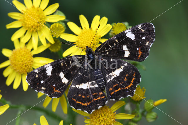 Landkaartje (Araschnia levana)