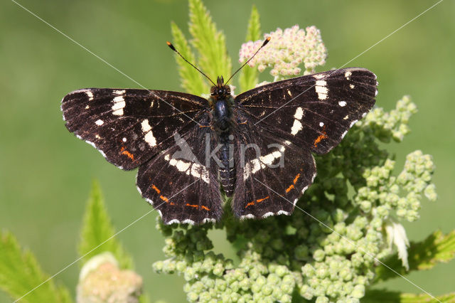 Landkaartje (Araschnia levana)