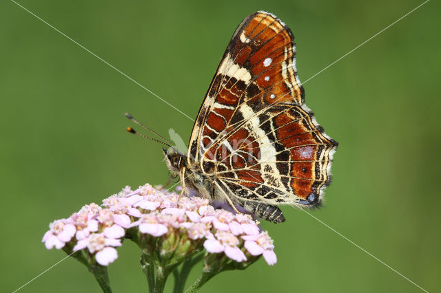 Landkaartje (Araschnia levana)