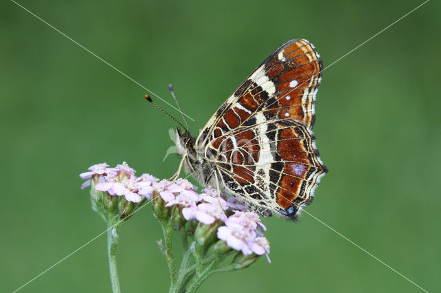 Landkaartje (Araschnia levana)