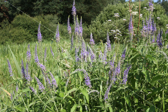 Lange ereprijs (Veronica longifolia)