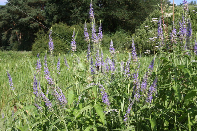 Lange ereprijs (Veronica longifolia)