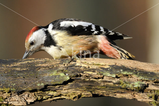 Middelste Bonte Specht (Dendrocopos medius)