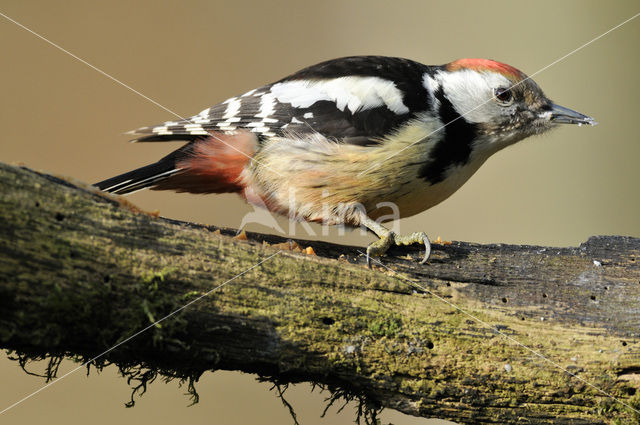 Middelste Bonte Specht (Dendrocopos medius)