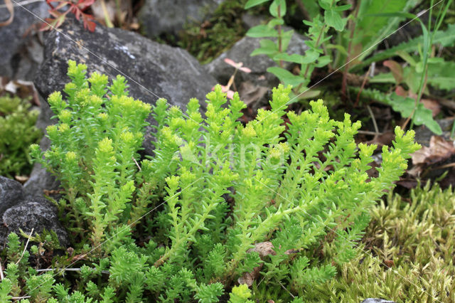 Muurpeper (Sedum acre)