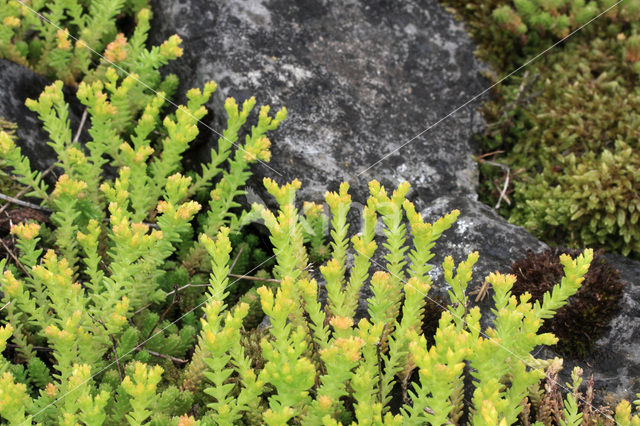 Muurpeper (Sedum acre)