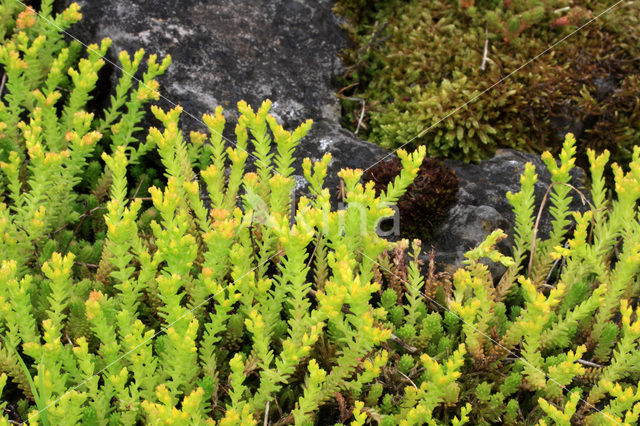 Muurpeper (Sedum acre)