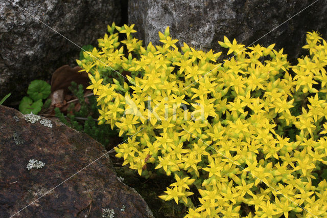 Muurpeper (Sedum acre)