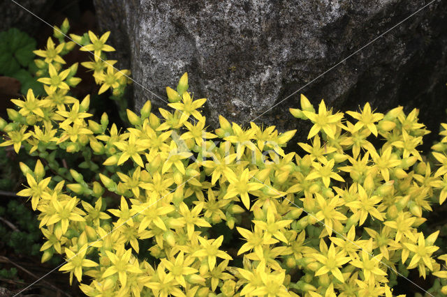 Muurpeper (Sedum acre)