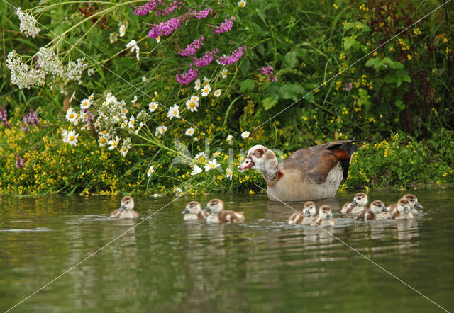 Egyptian Goose (Alopochen aegyptiaca)