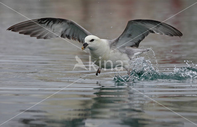 Noordse Stormvogel (Fulmarus glacialis)