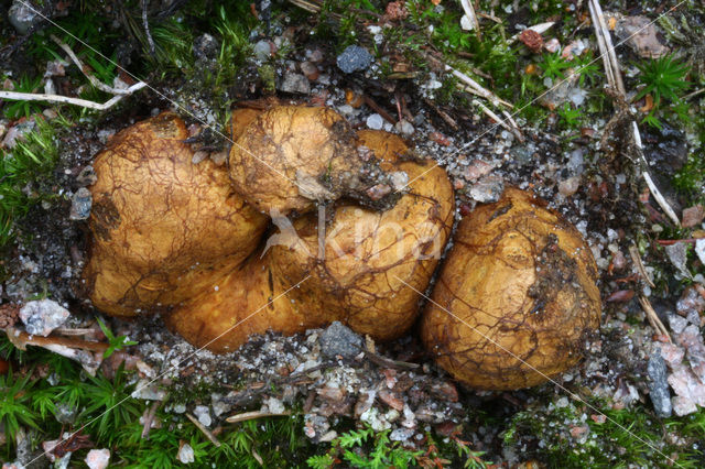 Okerkleurige vezeltruffel (Rhizopogon luteolus)