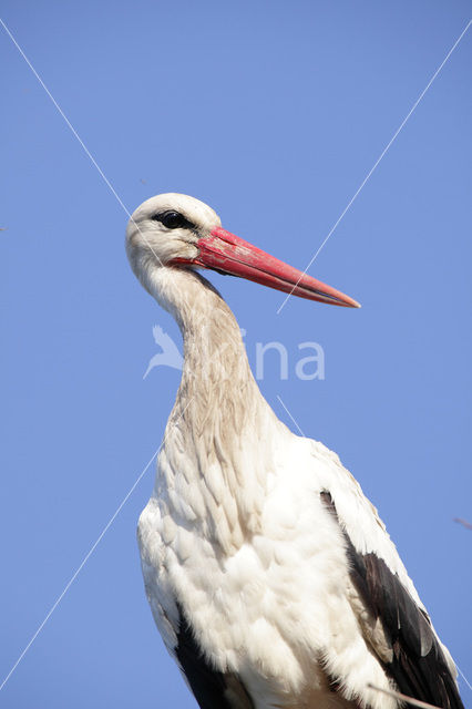 Ooievaar (Ciconia ciconia)