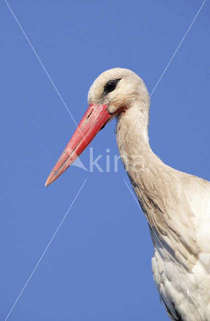 Ooievaar (Ciconia ciconia)