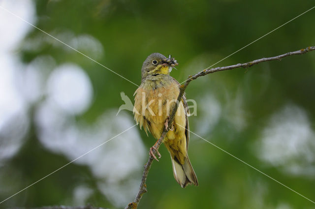 Ortolaan (Emberiza hortulana)