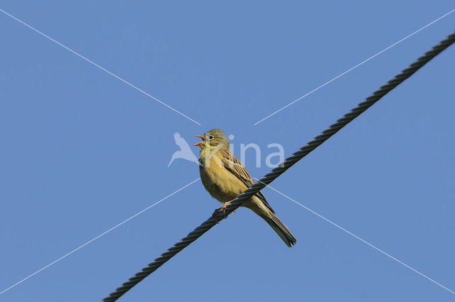 Ortolaan (Emberiza hortulana)