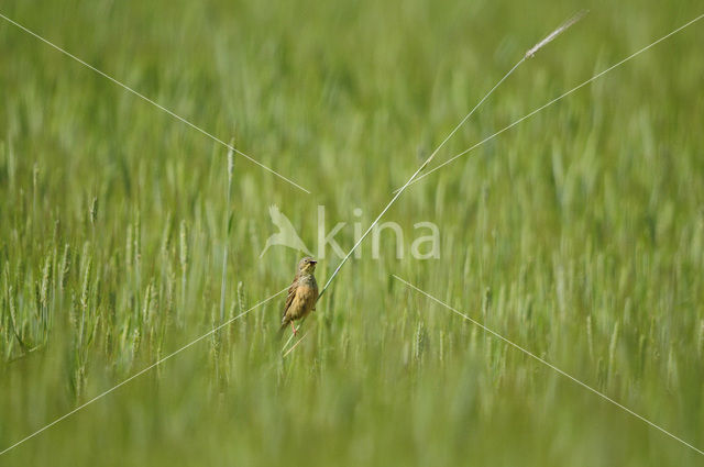 Ortolaan (Emberiza hortulana)