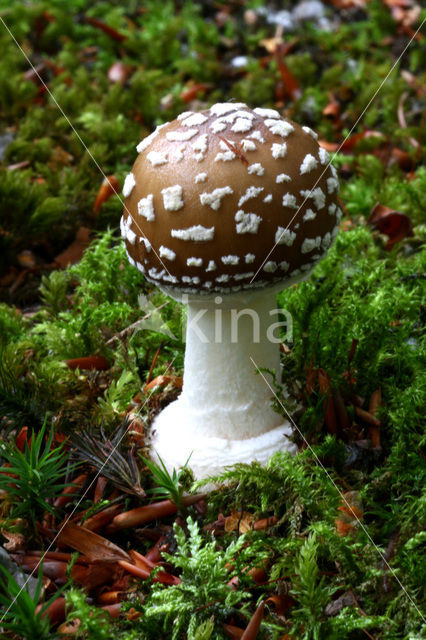 Panther mushroom (Amanita pantherina)