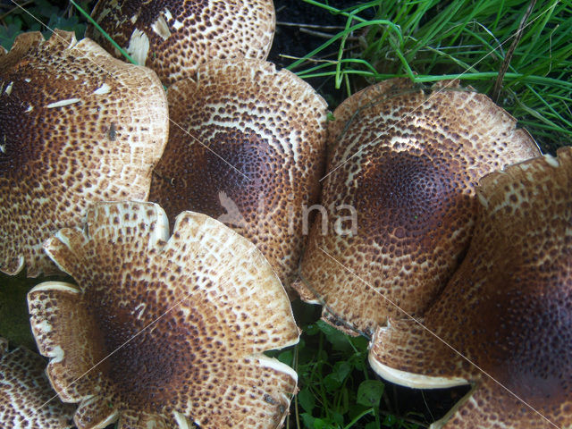 Parasolzwam spec. (Lepiota spec)