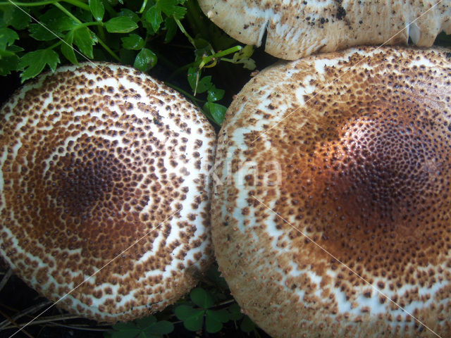 Parasolzwam spec. (Lepiota spec)