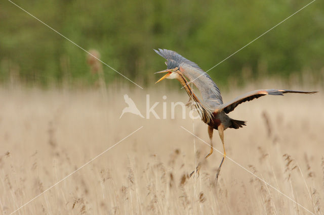 Purperreiger (Ardea purpurea)