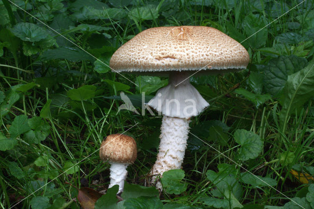 Reuzenchampignon (Agaricus augustus)