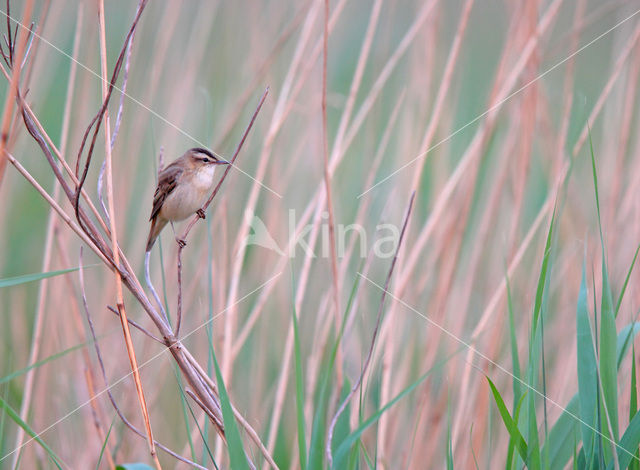 Rietzanger (Acrocephalus schoenobaenus)