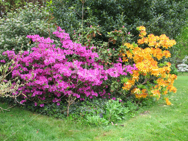 Rododendron (Rhododendron)