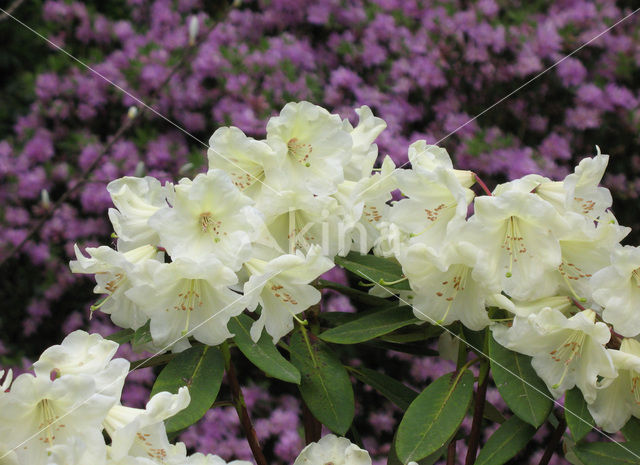 Rododendron (Rhododendron)