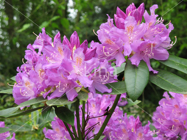 Rododendron (Rhododendron)