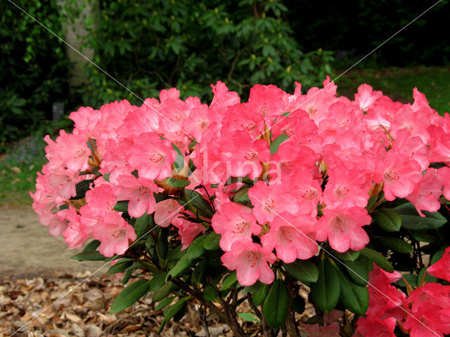 Rododendron (Rhododendron)