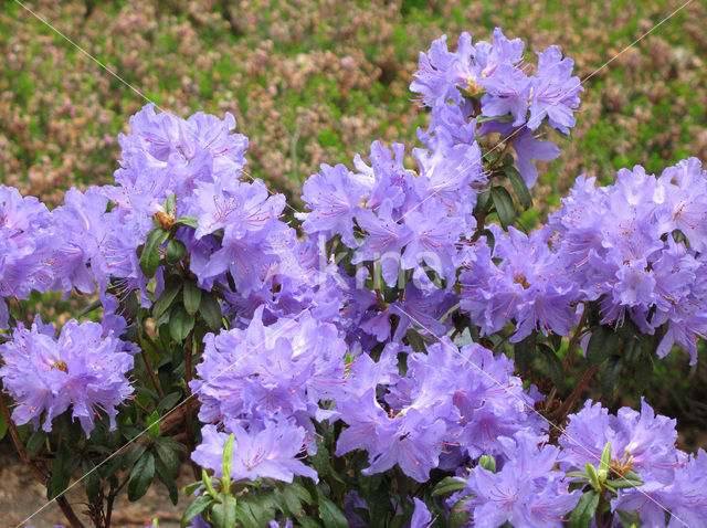 Rododendron (Rhododendron)