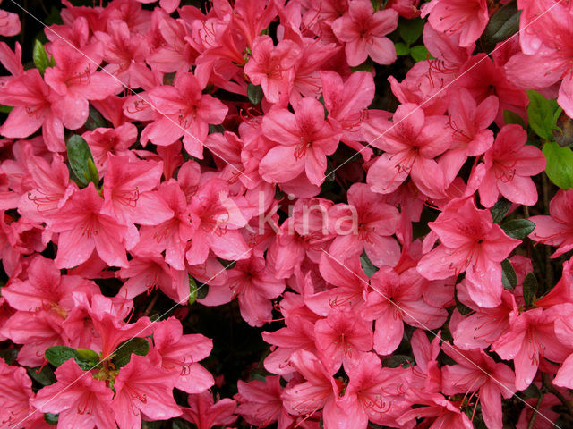 Rododendron (Rhododendron)