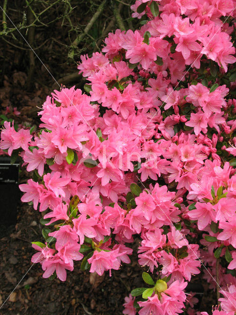 Rododendron (Rhododendron)