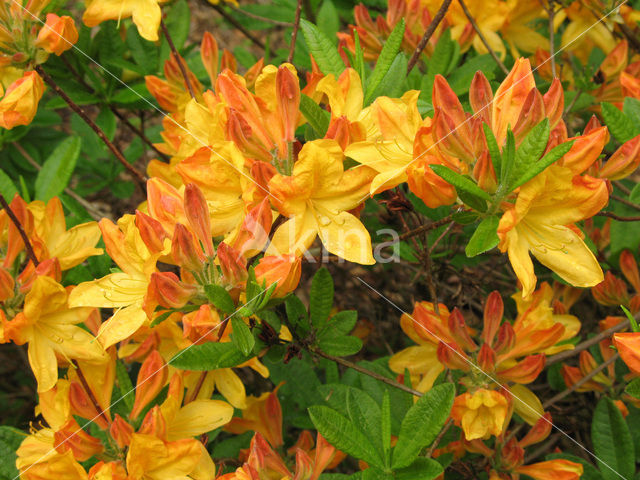 Rododendron (Rhododendron)