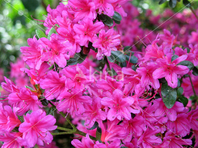 Rododendron (Rhododendron)