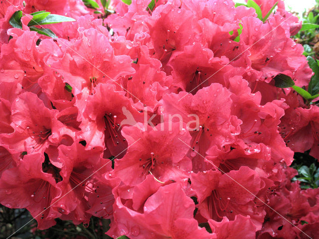 Rododendron (Rhododendron)