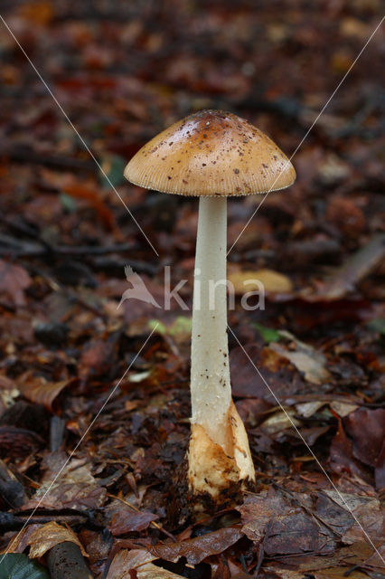 Roodbruine slanke amaniet (Amanita fulva)