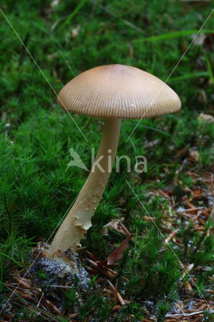 Roodbruine slanke amaniet (Amanita fulva)