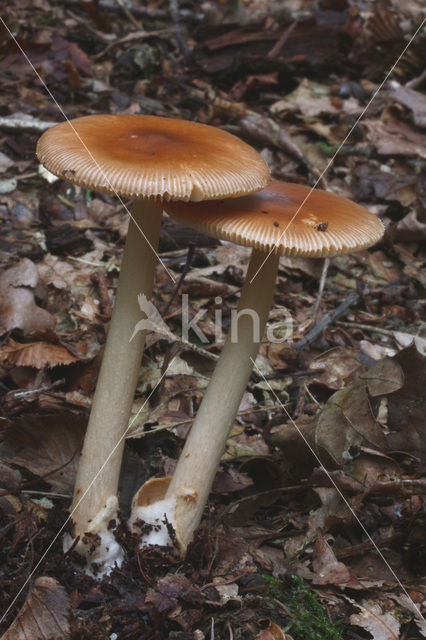 Roodbruine slanke amaniet (Amanita fulva)