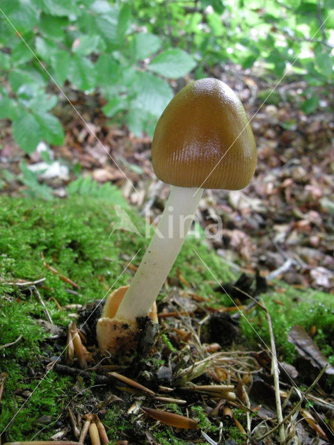 Roodbruine slanke amaniet (Amanita fulva)