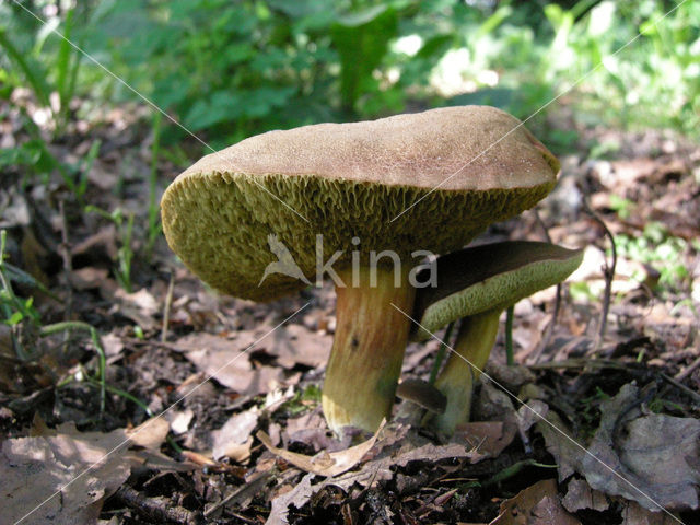 Roodsteelfluweelboleet (Boletus chrysenteron)